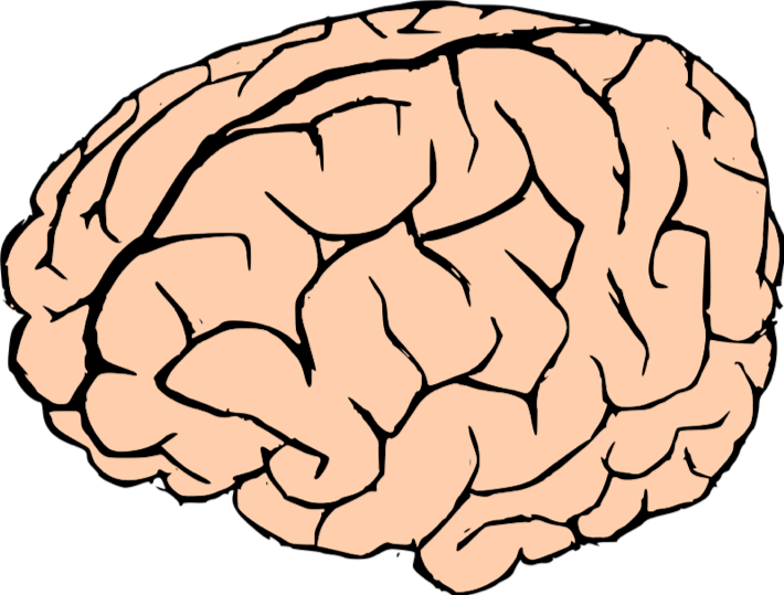 Brain
